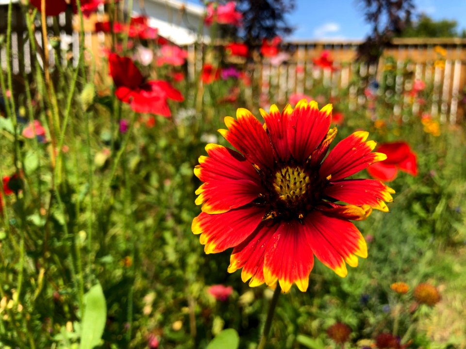 It's All Color in the Back Yard
