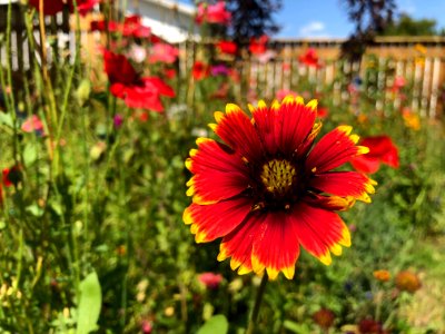 It's All Color in the Back Yard
