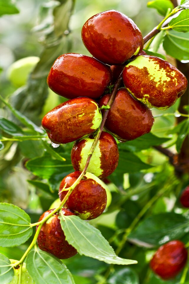 Date tree health eating