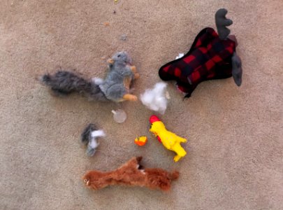Dog Toys Short Life Span
