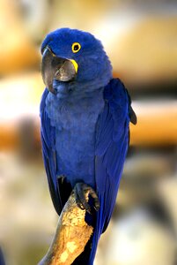 Blue macaw bird tropical birds photo
