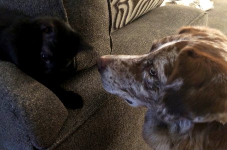 Nosing Closer