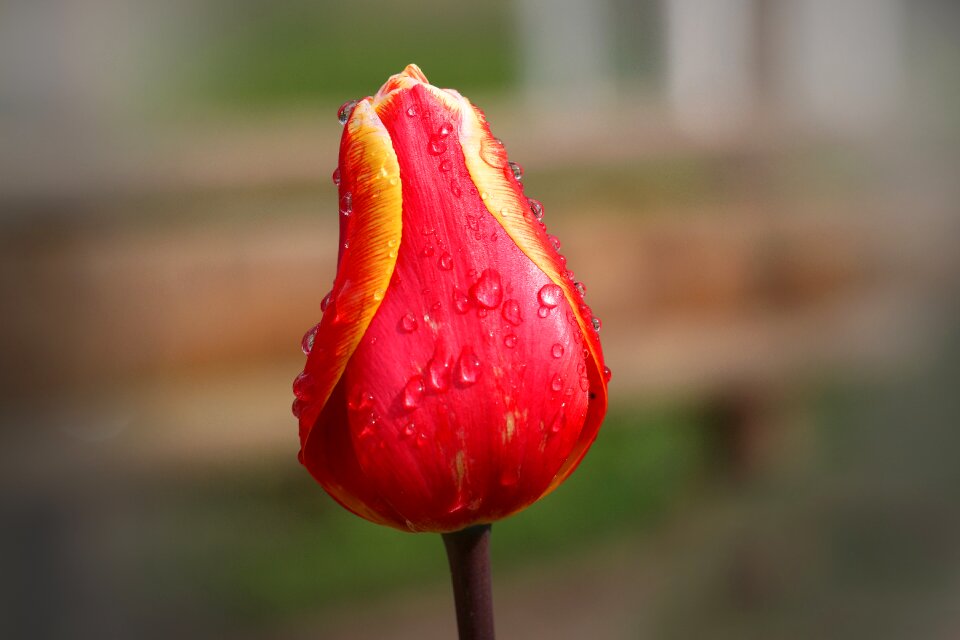 Spring flower nature