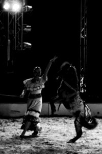 Dressage pony at the circus