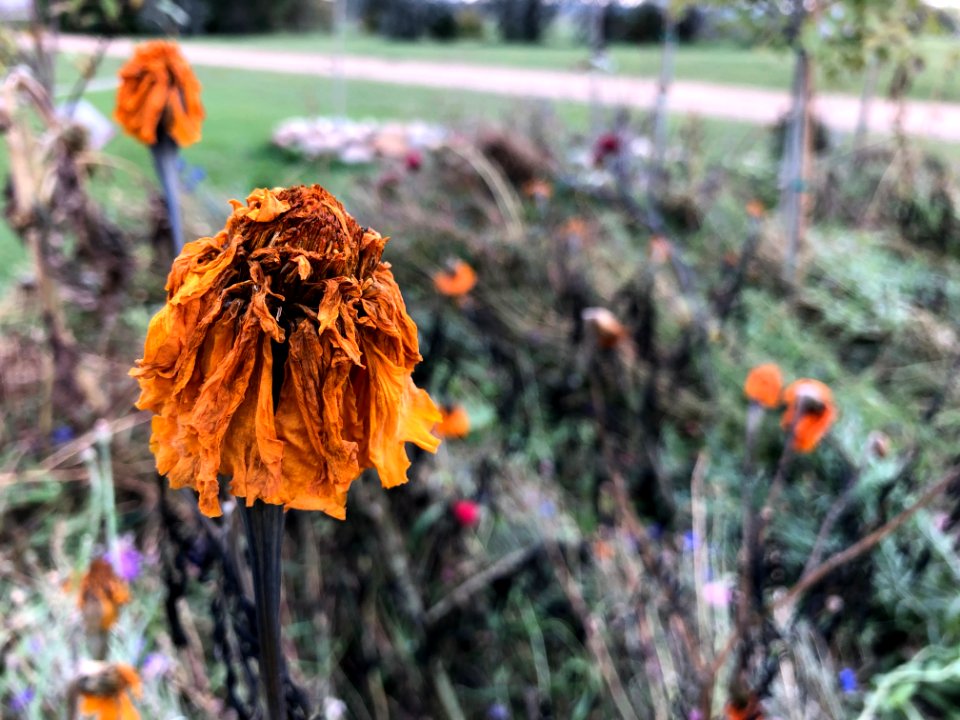 Winter Crisp Marigold