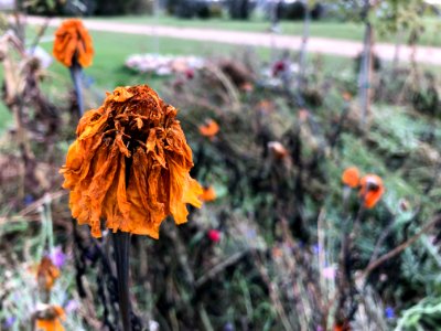 Winter Crisp Marigold