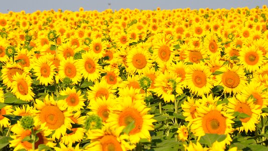 Sunflower yellow flower sunflower field