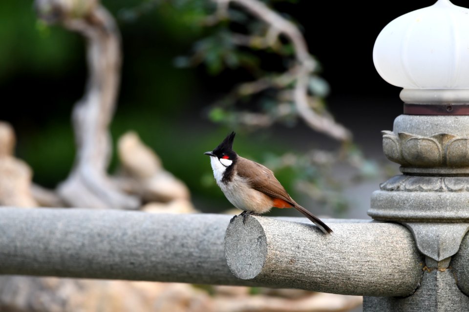 紅耳鵯 Red-whiskered Bulbul
