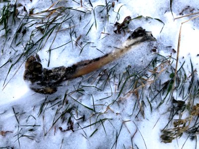 Frozen Bone photo