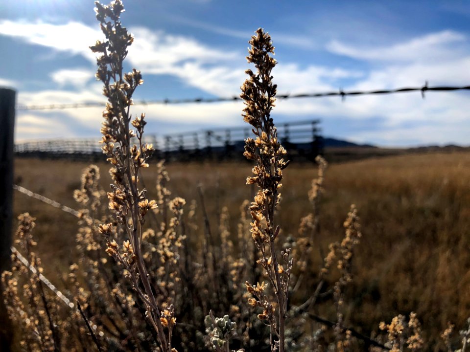 Standing Sage photo