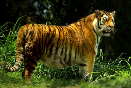 Tiger wild beast forest photo