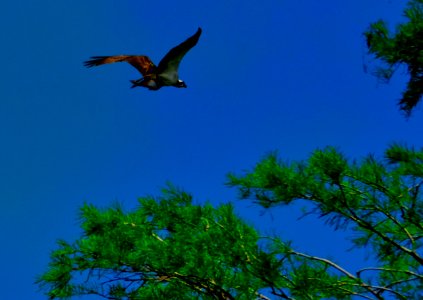 OSPREY
