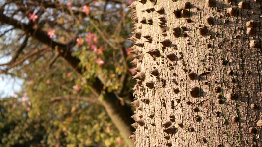 Horn tree