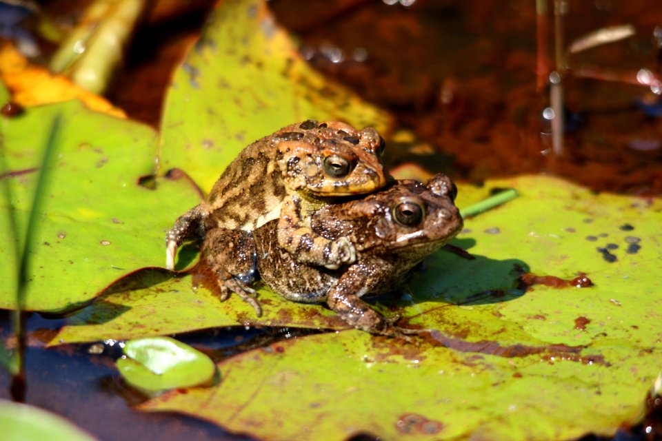 Mauritius Amphibian Life