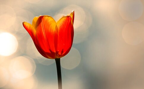 Spring flower blossom