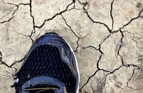 Desiccated