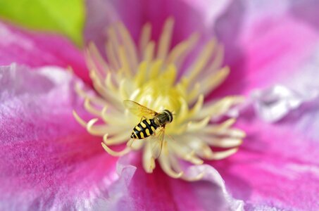 Floral plant blossom photo