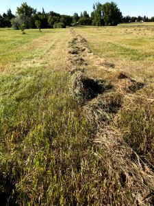 Cut, Rake, Then Bale