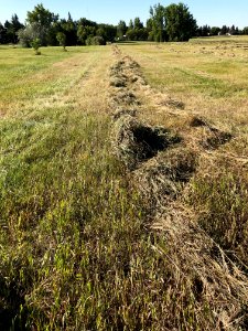 Cut, Rake, Then Bale photo