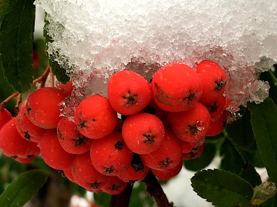 Snow on the Berries