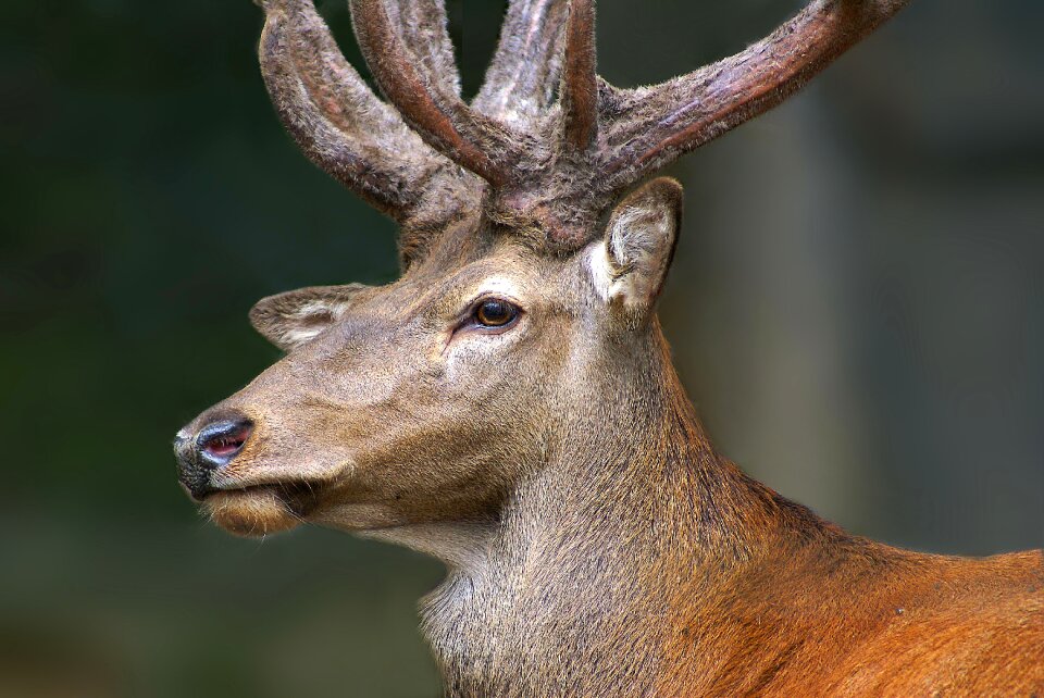 Deer animal Free photos