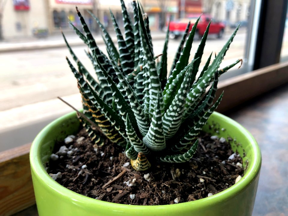 A Plant Right Out of Unsplash