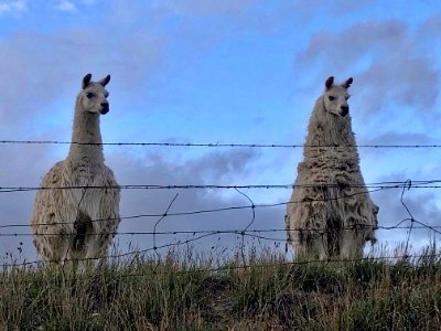 Llama Brothers photo