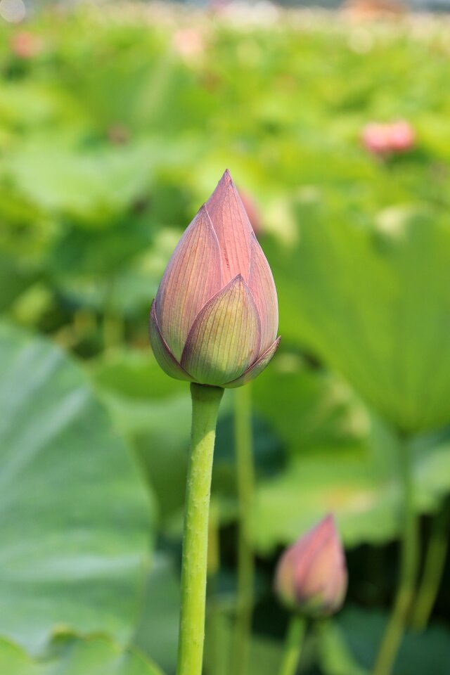 Blooming pink plant