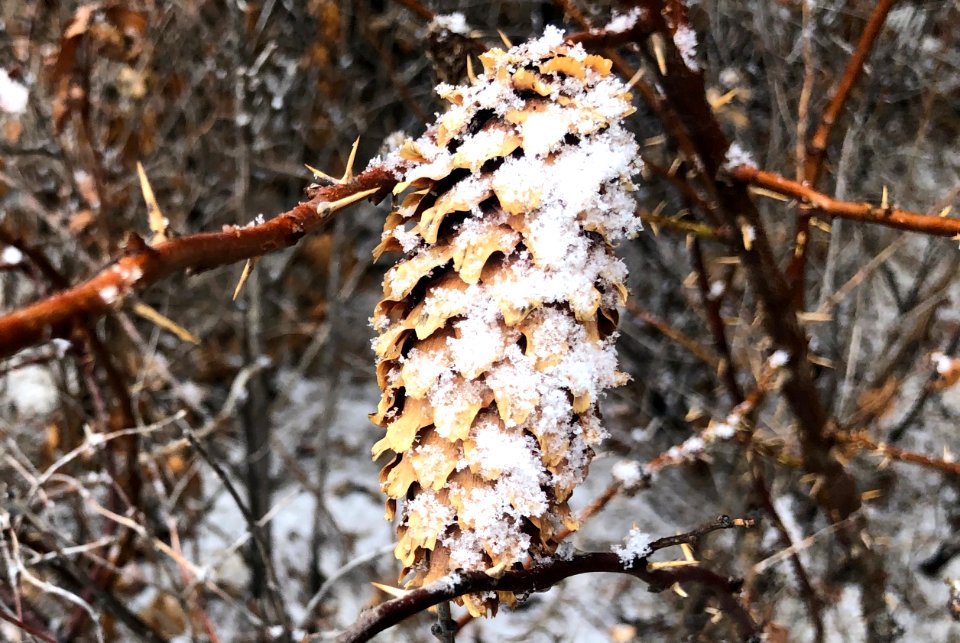 Perched Pine Cone