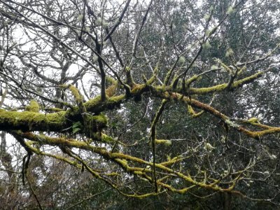 Large mossy branch, Halstock wood, Okehampton
