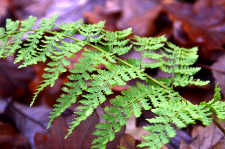 Dryopteris aemula (Hay-scented buckler fern)