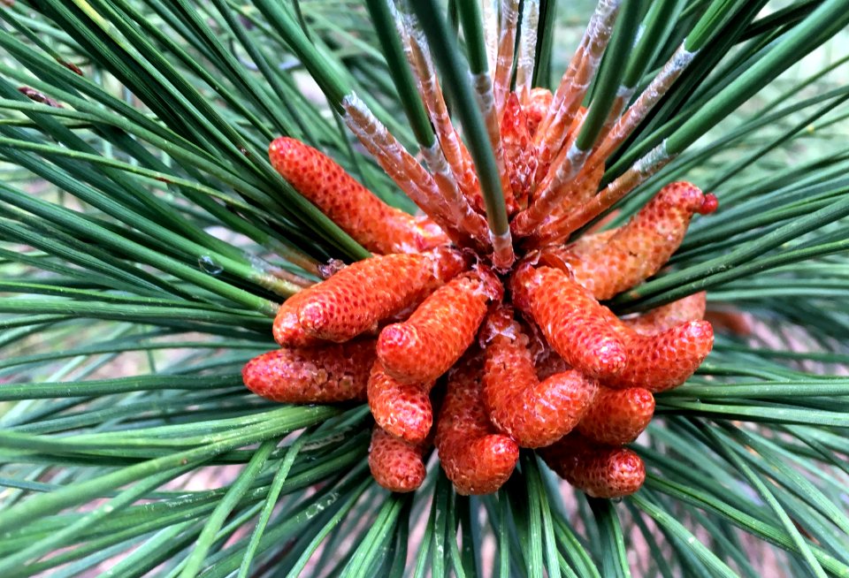 Pine Cone Beta Version