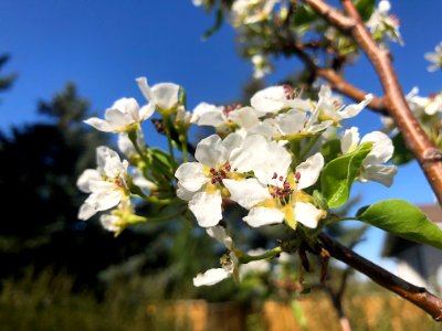 Pear Tree Flowers photo