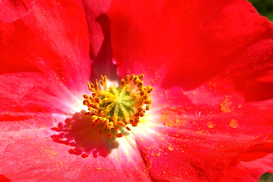 Poppy Dust