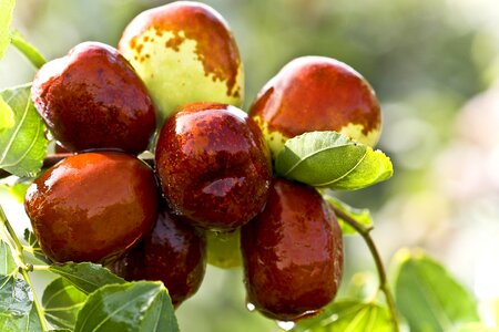 Date tree mature fruit trees juicy fruit photo