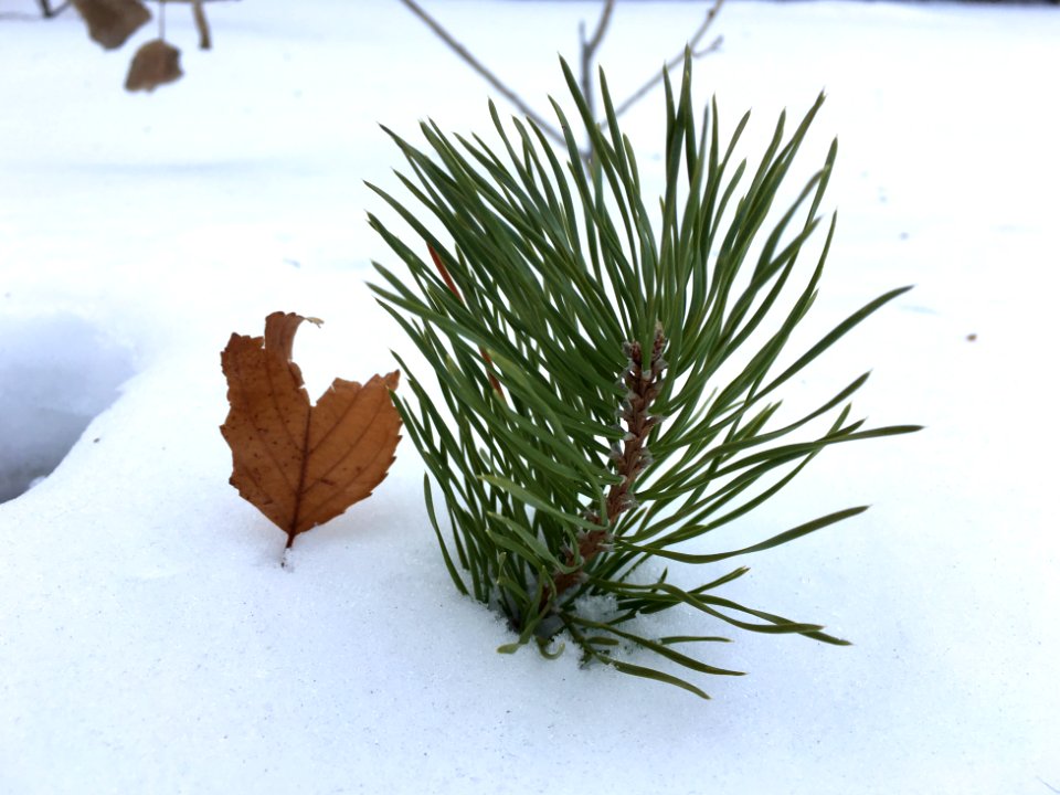 You Are Just Stuck in the Snow!