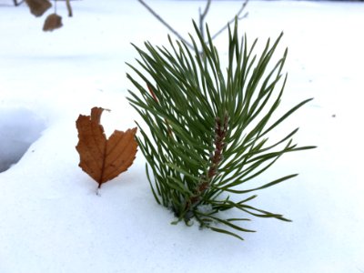 You Are Just Stuck in the Snow! photo