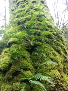 Polypodium vulgare (Common polypody fern)
