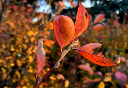 Colors You Could Not Invent