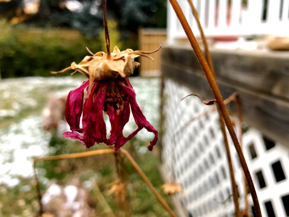 Cosmos Hanging on Dearly