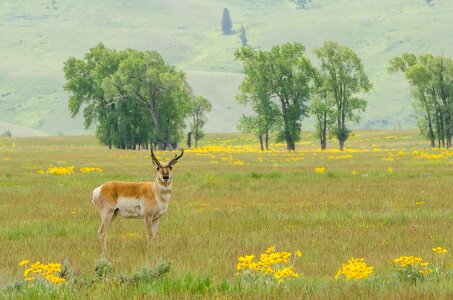 Animal nature prairie