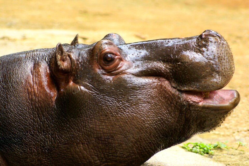Animal hippo smile