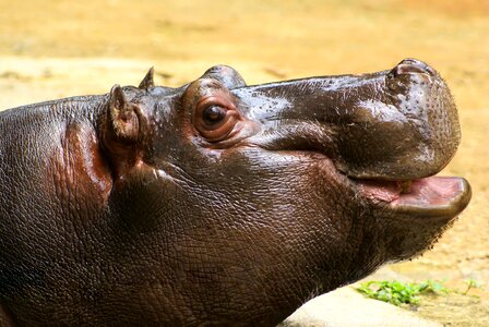 Animal hippo smile