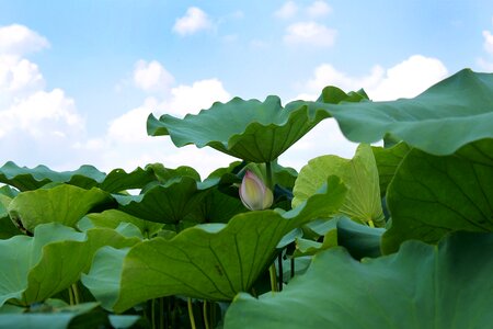 Green leaf nature