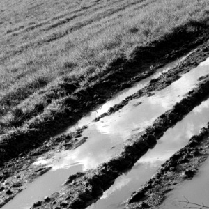 puddle on a meadow