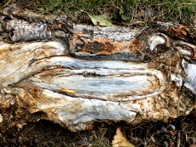 Wood Face