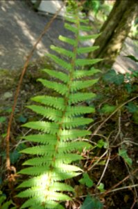 Dryopteris cambrensis (Narrow scaly male fern)