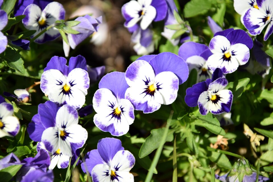 Purple japan natural