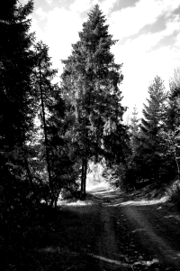 fir tree in the forest paths photo