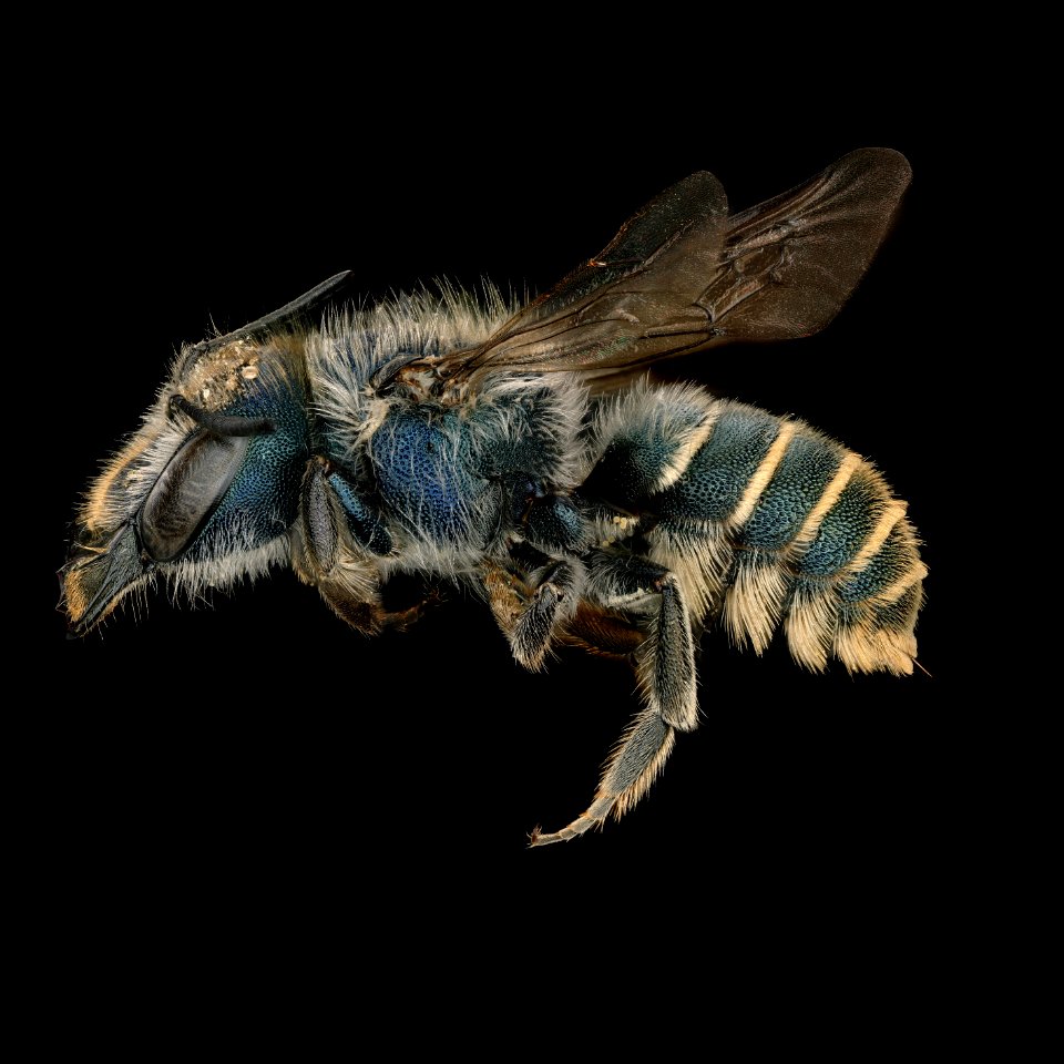 Osmia aliciae female